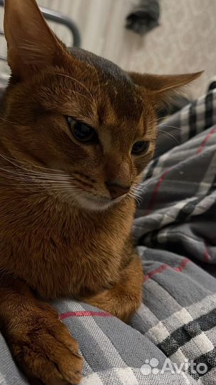 Вязка с абиссинским котом