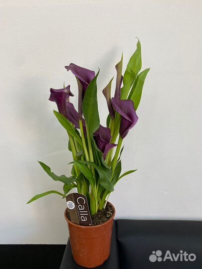 Комнатные растения цветущие