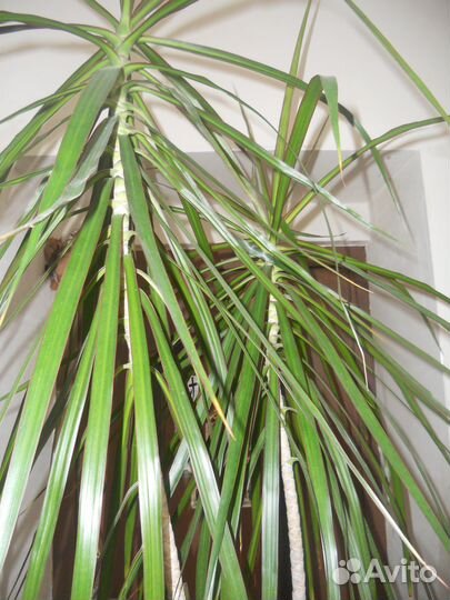 Драцена - 2 метра 70 см