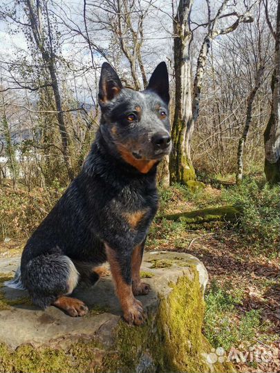 Австралийский хилер (Australian Cattle Dog)