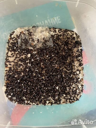 Жук знахарь(чернотелка)