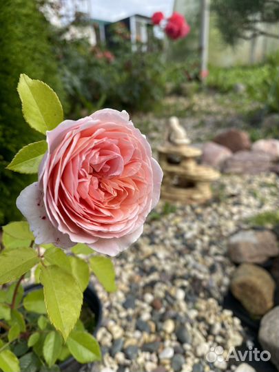 Саженцы роз, туй