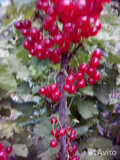 Смородина красная саженцы