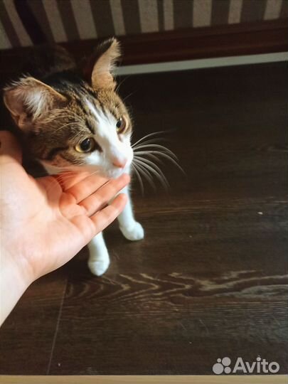 Кошка отдам бесплатно