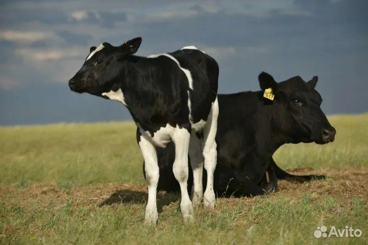 Телята бычки