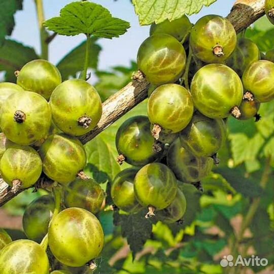 Саженцы зеленой смородины Изумрудное ожерелье