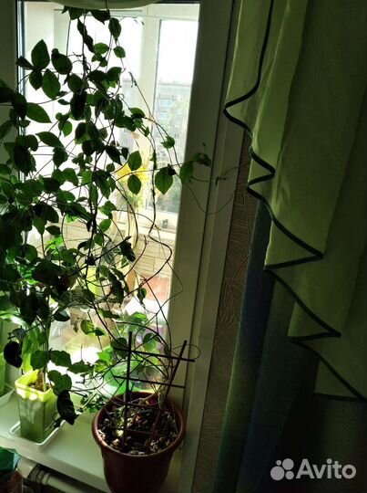 Жасмин домашний