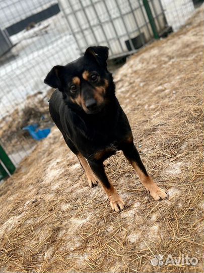 Собака девочка