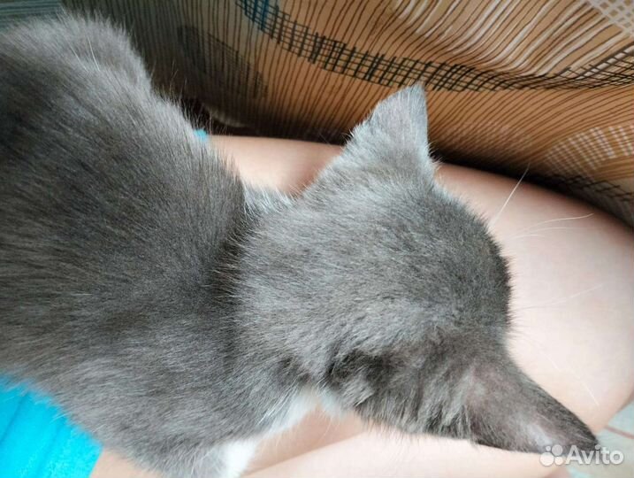 Кошка в дар бесплатно