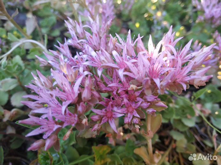 Многолетние садовые цветы