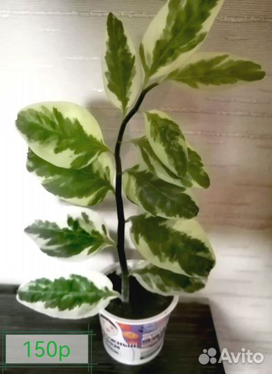 Комнатные цветы 1