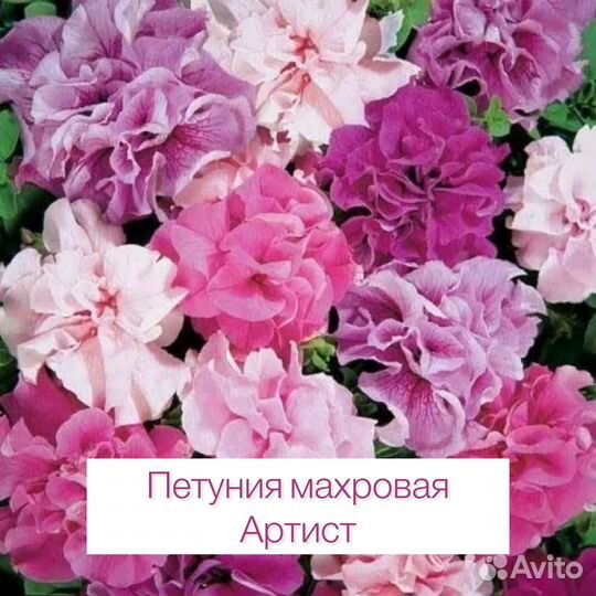 Рассада петунии