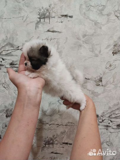 Шпиц