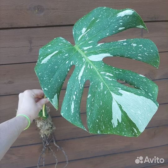 Monstera Thai constellation