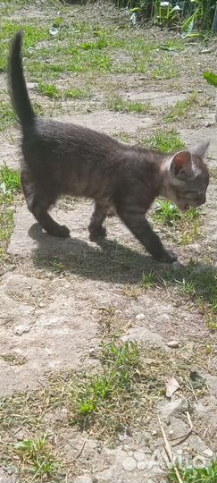 Отдам котёнка в добрые руки