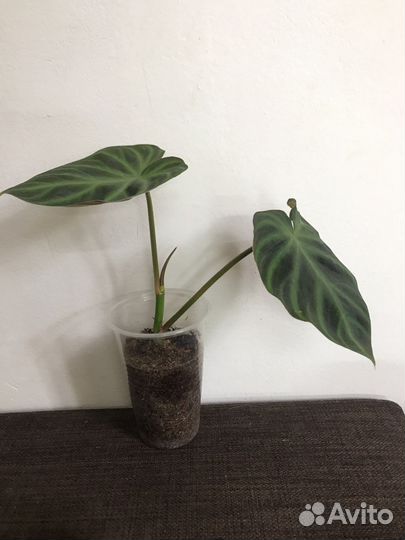 Филолендрон Веррукозум (Бородавчатый)