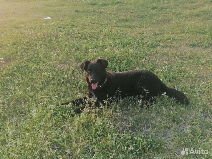 Альмочка в хорошие руки