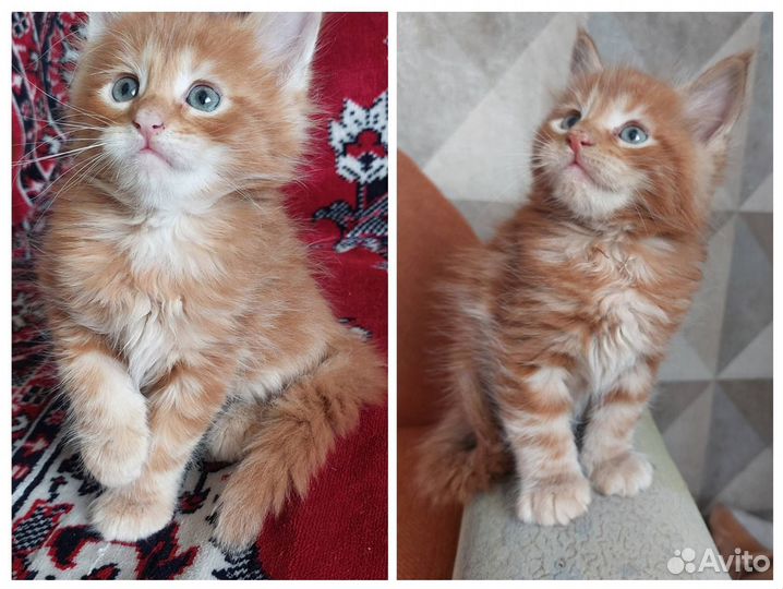 Котята мейн-кун