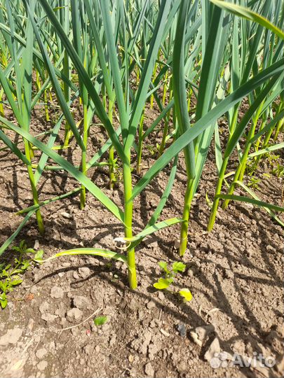 Продам чеснок