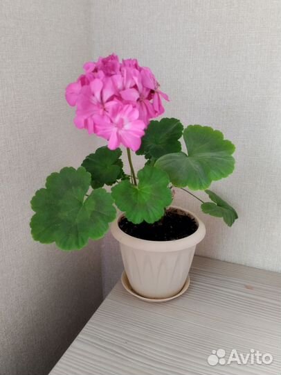 Пеларгония герань