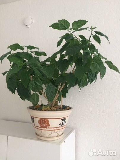 Китайская роза