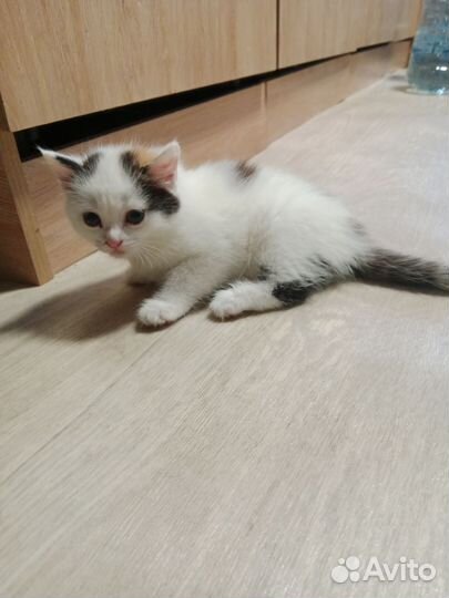 Кошка в дар