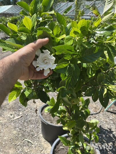 Гардения жасминовидная белая