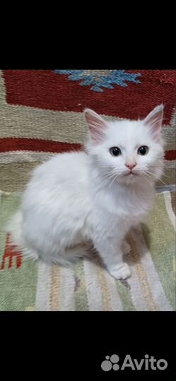 Турецкая ангора