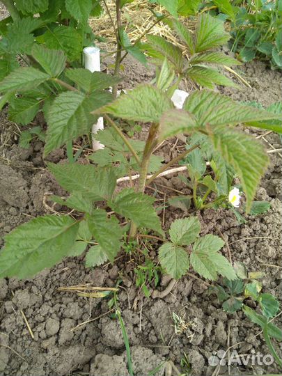 Саженцы ежевики