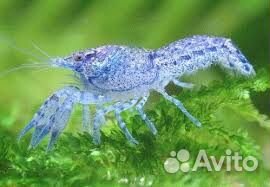 Мексиканские Карликовые Раки