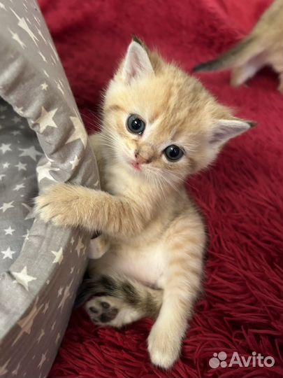 Шотландские котята