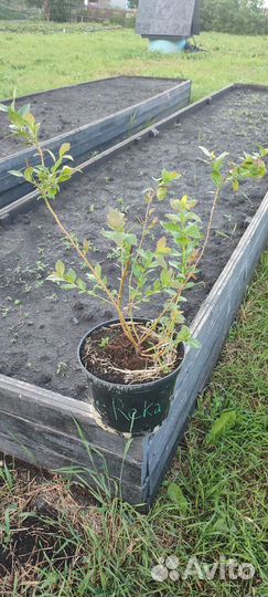 Профессиональные саженцы голубики