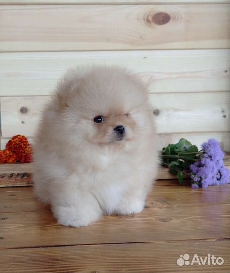 Крутые шпицы