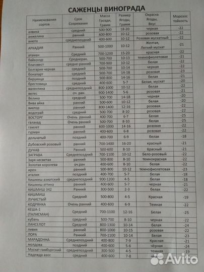 Виноград саженцы