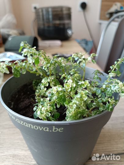 Пилея мелколистная вариегатная