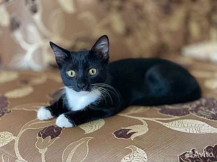 Кошечка в дар бесплатно