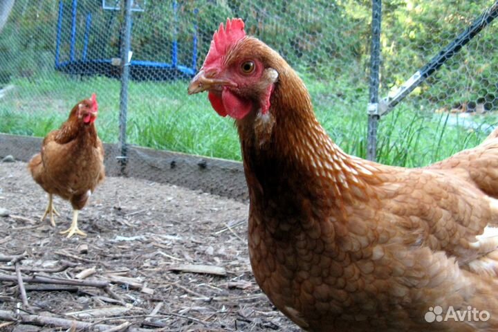 Куры несушки с доставкой