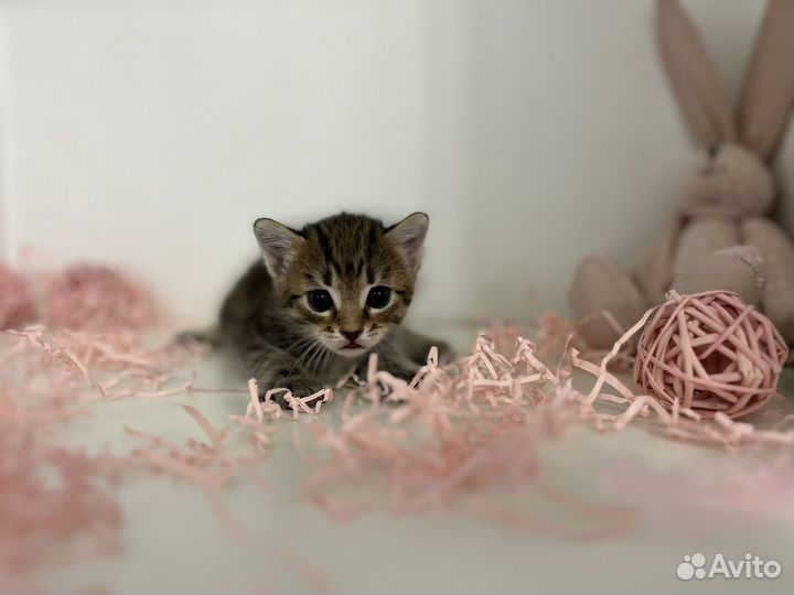 Котята малыши