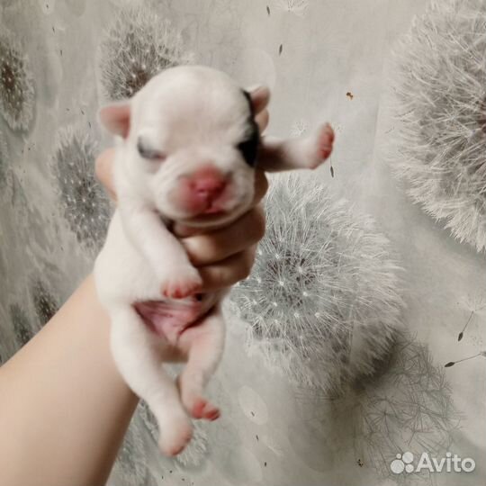 Красавчик мужчина