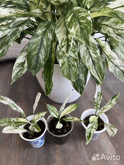 Спатифиллум вариегатный