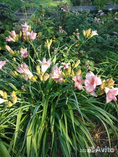 Лилейники сортовые