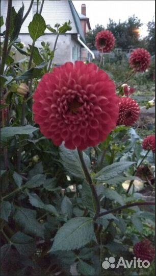 Георгины клубни