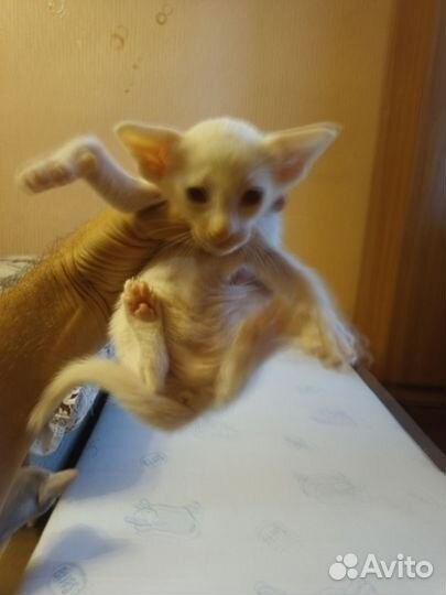 Котенки ориенталы