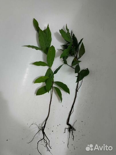 Саженцы лавра благородного
