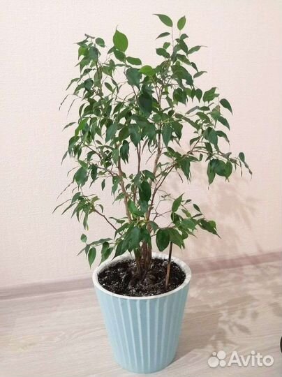 Фикус бенджамина