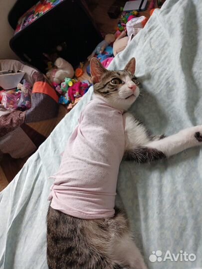 Ласковый котенок ищет дом