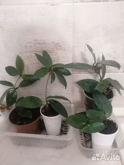 Хойя карноза (восковой плющ)