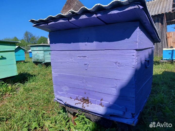 Пчёлы. Продажа пчелосемей с ульями