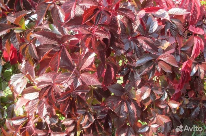 Девичий виноград