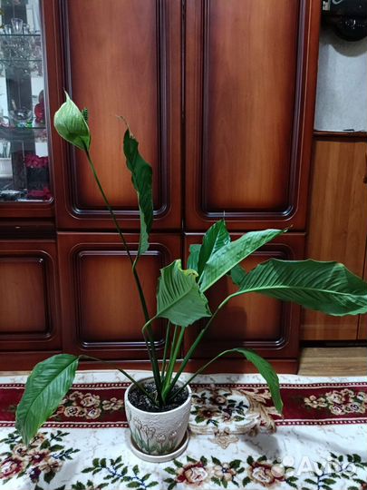 Спатифиллум